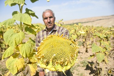 «مزارع آفتابگران» در خراسان شمالی