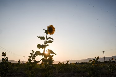 «مزارع آفتابگران» در خراسان شمالی