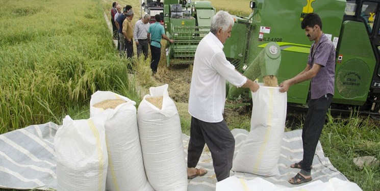 نحوه ترخیص برنج وارداتی تعیین شد+سند