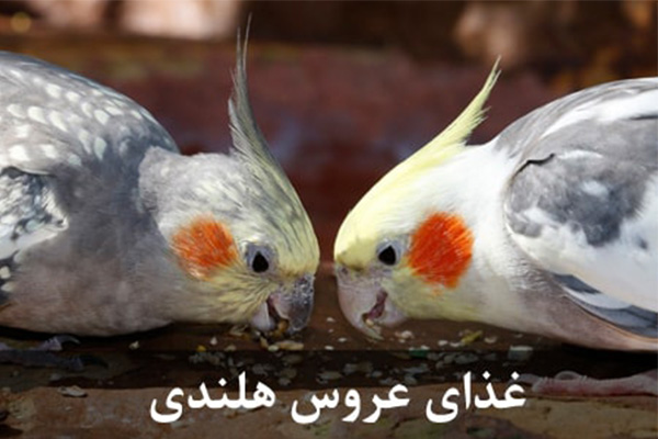 غذای عروس هلندی غذای عروس هلندی