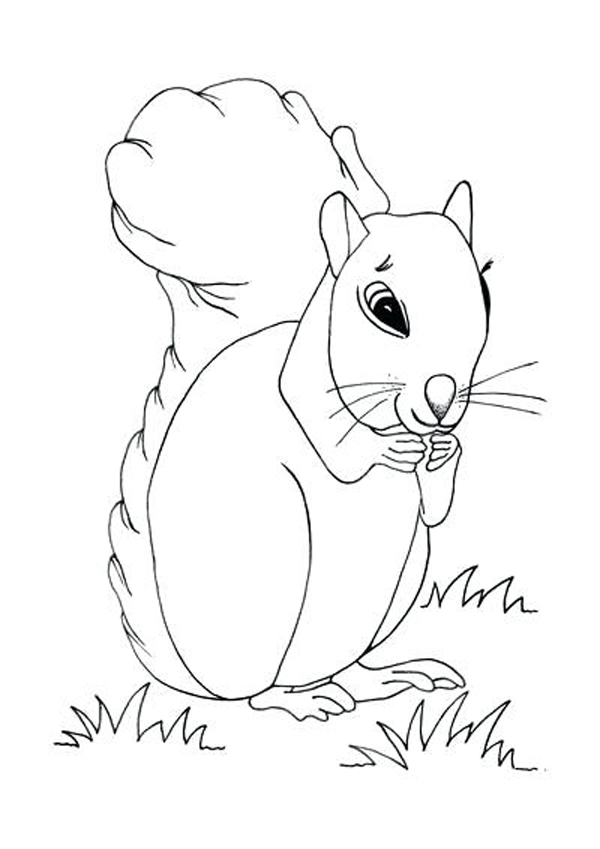  نمونه‌های متنوع نقاشی سنجاب برای کودکان
