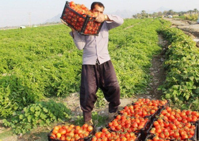 خرید ۲۱۰ هزار تن گوجه فرنگی در کشور