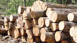قاچاق چوب با کانکس مواد لبنی!