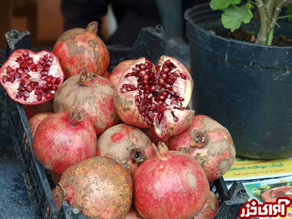 برگزاری هفتمین جشنواره 