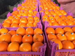 فروش پرتقال ایران زیر قیمت بازار جهانی/ صادرات پرتقال‌های بالای 350 گرم به گرجستان و ارمنستان