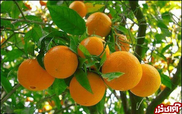 فروش پرتقال ایران زیر قیمت بازار جهانی/ صادرات پرتقال‌های بالای 350 گرم به گرجستان و ارمنستان