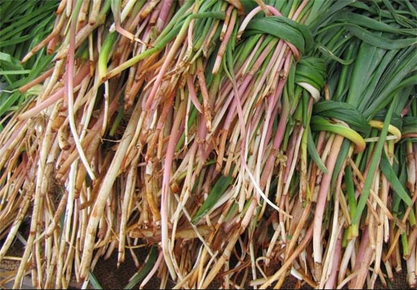 خواص گیاه سورانه خواص گیاه سورانه