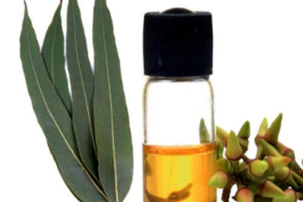 روغن اکالیپتوس پرپشت شدن ریش و سبیل