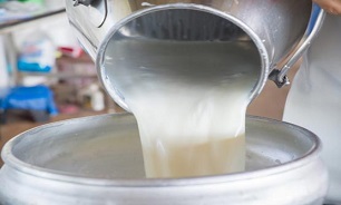 گرانفروشی شیر توسط دامداران صحت ندارد/ تاثیر چربی و پروتئین بیشتر بر قیمت