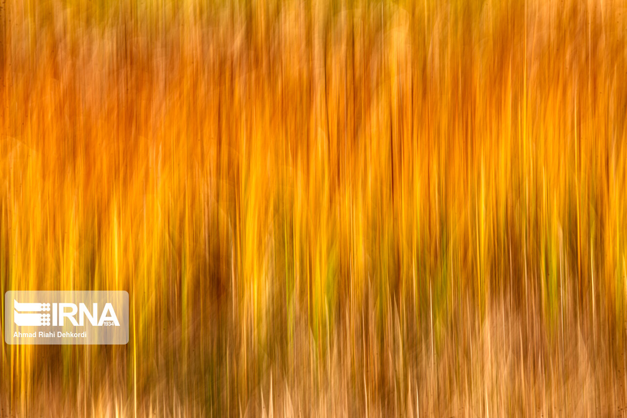 پاییز در حاشیه زاینده‌ رود +تصاویر