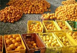 باغداران به سخنان دلالان توجه نکنند/ واسطه‌گران نارنگی مازندران را زیر قیمت خریدند