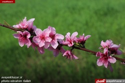 سمفونی شکوفه‌ها در میاندورود - دارابکلا