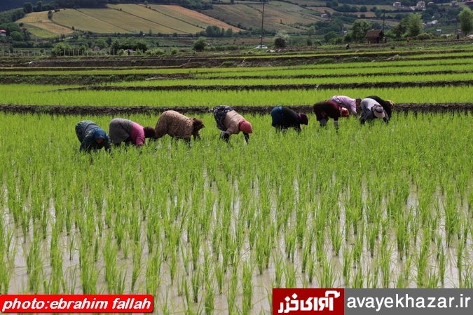   سردرگمی کشاورزان میان دو راهی سلامتی و نشاکاری/ممنوعیت بکارگیری کارگران غیربومی در اراضی شالیزاری/تولد دوباره برنج با کشت مکانیزه