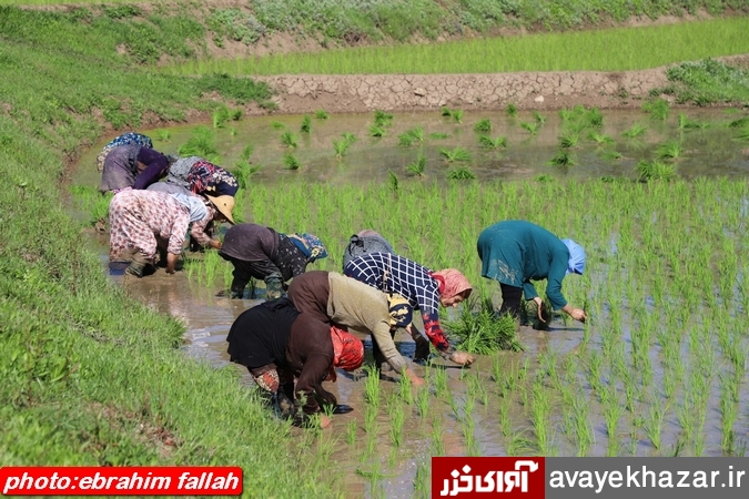   سردرگمی کشاورزان میان دو راهی سلامتی و نشاکاری/ممنوعیت بکارگیری کارگران غیربومی در اراضی شالیزاری/تولد دوباره برنج با کشت مکانیزه