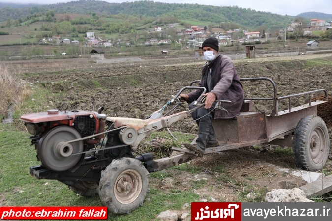   سردرگمی کشاورزان میان دو راهی سلامتی و نشاکاری/ممنوعیت بکارگیری کارگران غیربومی در اراضی شالیزاری/تولد دوباره برنج با کشت مکانیزه