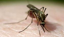 آیا ویروس کرونا از طریق نیش حشرات منتقل می شود؟
