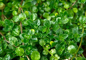 خواص اعجاب انگیز آویشن خواص اعجاب انگیز آویشن