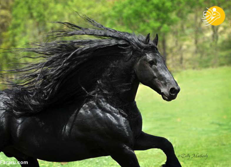 زیباترین اسب جهان +عکس