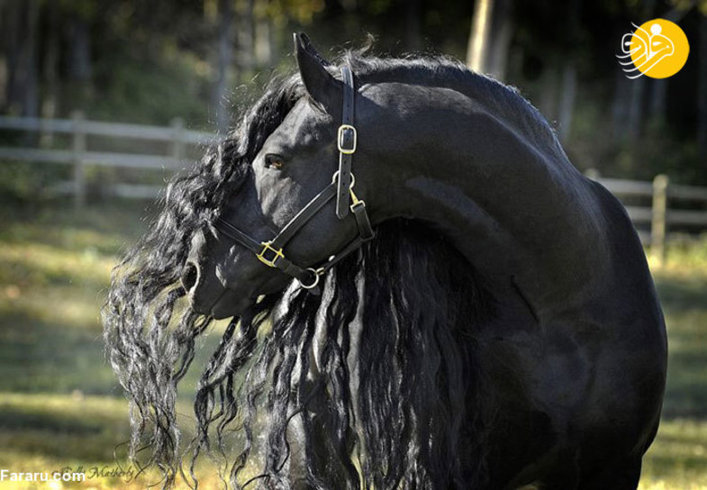 زیباترین اسب جهان +عکس