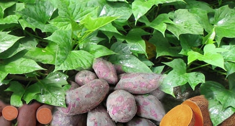 سیب زمینی بنفش