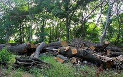 تعقیب عاملان قطع گسترده درختان جنگلی در پل‌سفید