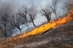 آتش سوزی پراکنده در جنگل «ولادیمه» نکا/تاکنون 3 هکتار از جنگل در آتش سوخت