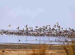 افزایش جمعیت پرندگان مهاجر در میانکاله/ کمبود شناورهای سبک در تالاب میانکاله