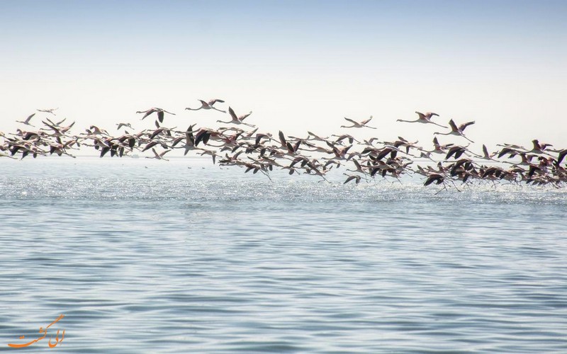 افزایش جمعیت پرندگان مهاجر در میانکاله/ کمبود شناورهای سبک در تالاب میانکاله
