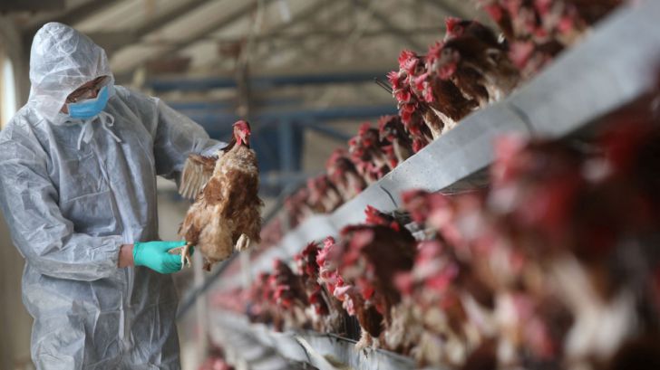 پاسخ به 5 سؤال اساسی درباره آنفلوانزای پرندگان