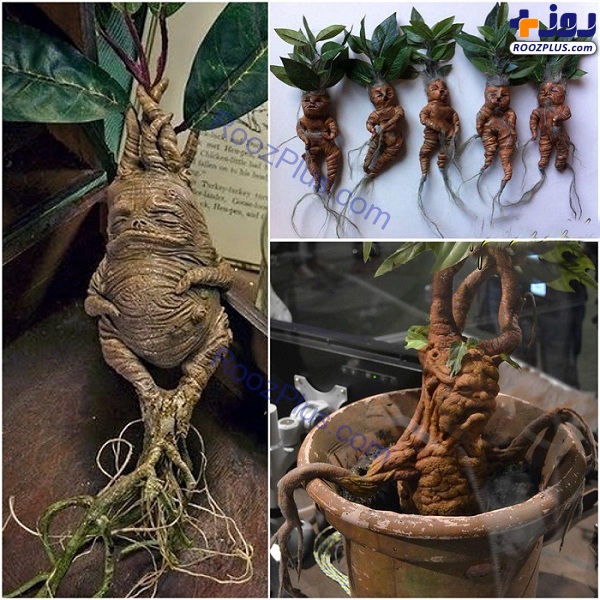 گیاهی که ریشه‌ای شبیه انسان دارد! +عکس