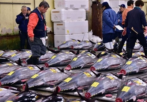 دلیل افزایش قیمت کنسرو ماهی تن چیست؟