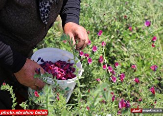 بر داشت گل گاو زبان در جعفر آباد دودانگه ی ساری