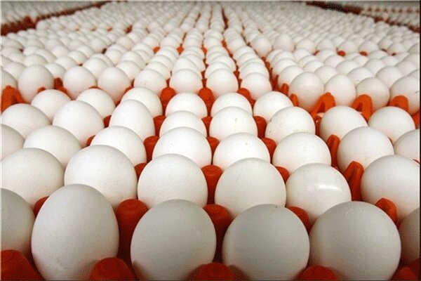 تمام مجوز‌های صادرات تخم‌مرغ لغو شد