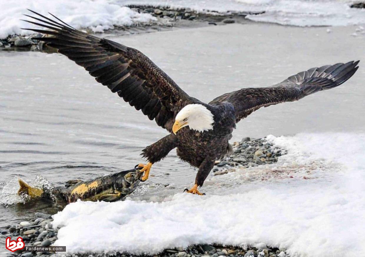 عکس: ماهی گیری عقاب در آلاسکا