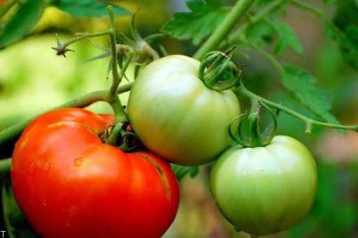 این خوراکی های خطرناک را بشناسید