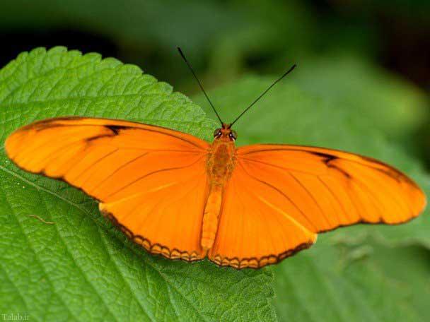 عکس های زیبا از پروانه های جالب جهان