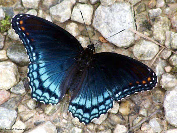 عکس های زیبا از پروانه های جالب جهان