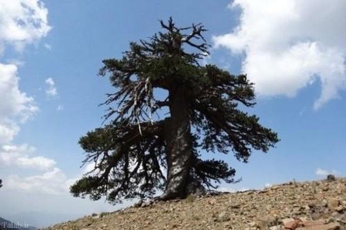 این درخت پیر ترین موجود زنده در اروپا است (عکس)