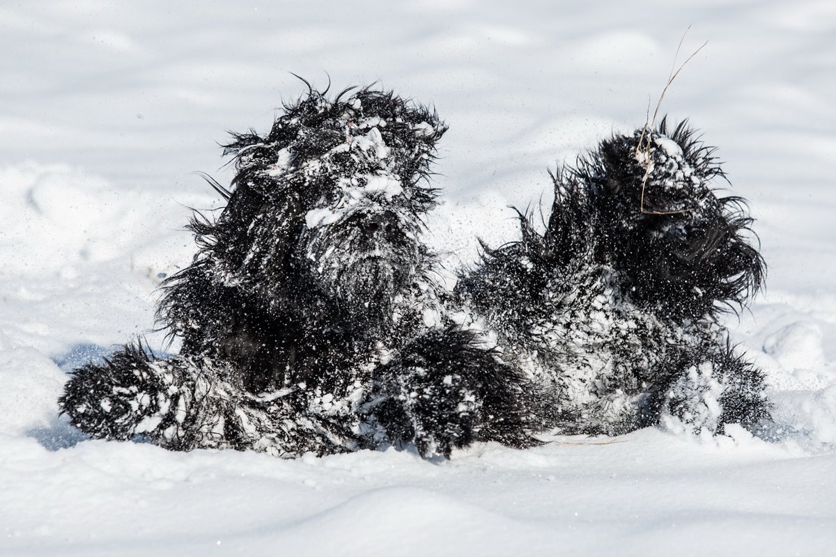 magdalena-strakova-snow-Monster