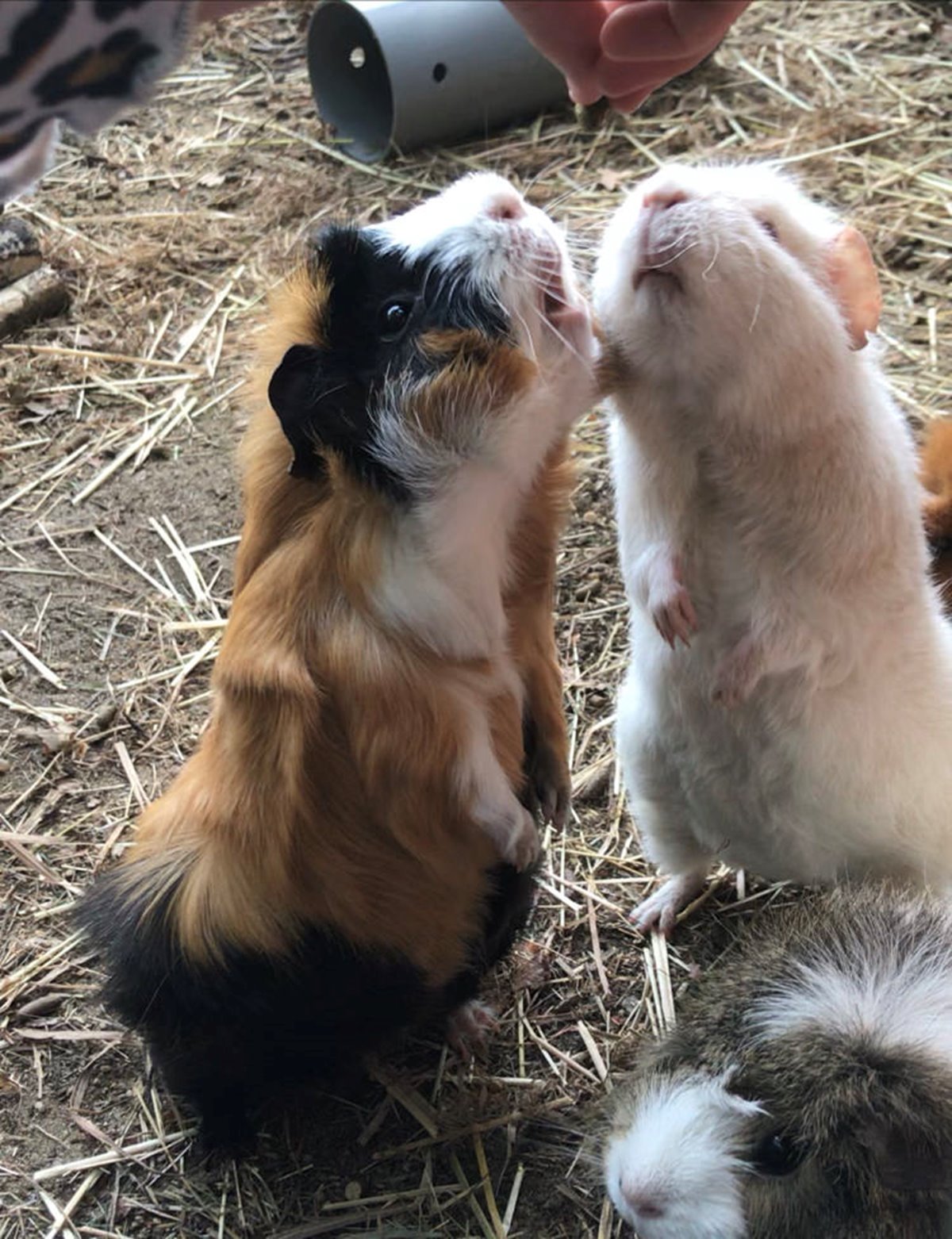 isabelle-merriman-guinea-pigs-doing-tricks