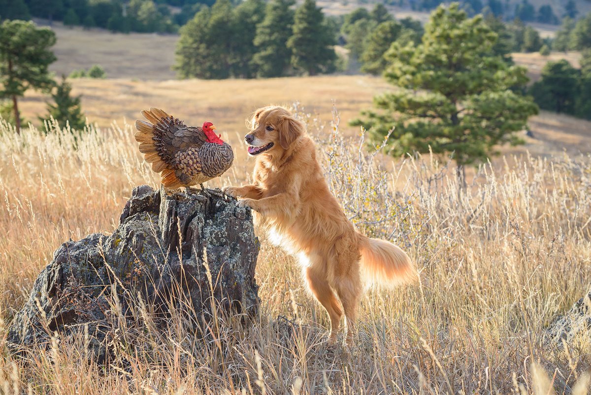 karen-hoglund-hunting-dog-drop-out