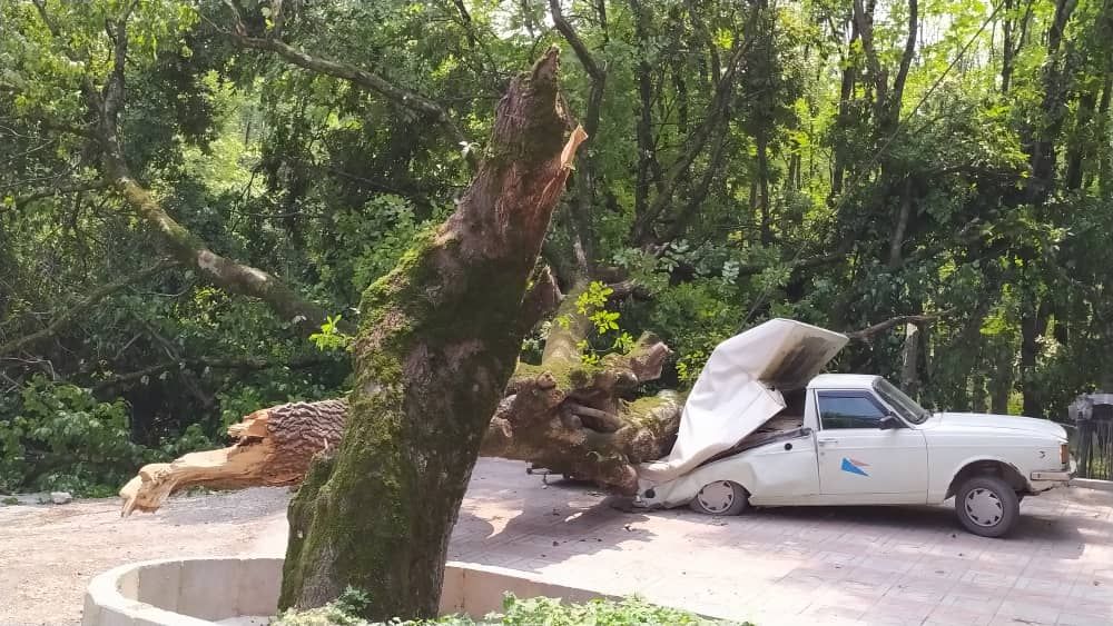 ماجرای سقوط درخت بر روی خودرو در پارک جنگلی 