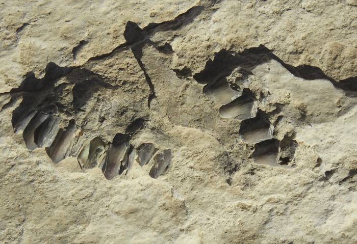 فسیل‌های جانوری کشف شده در عربستان