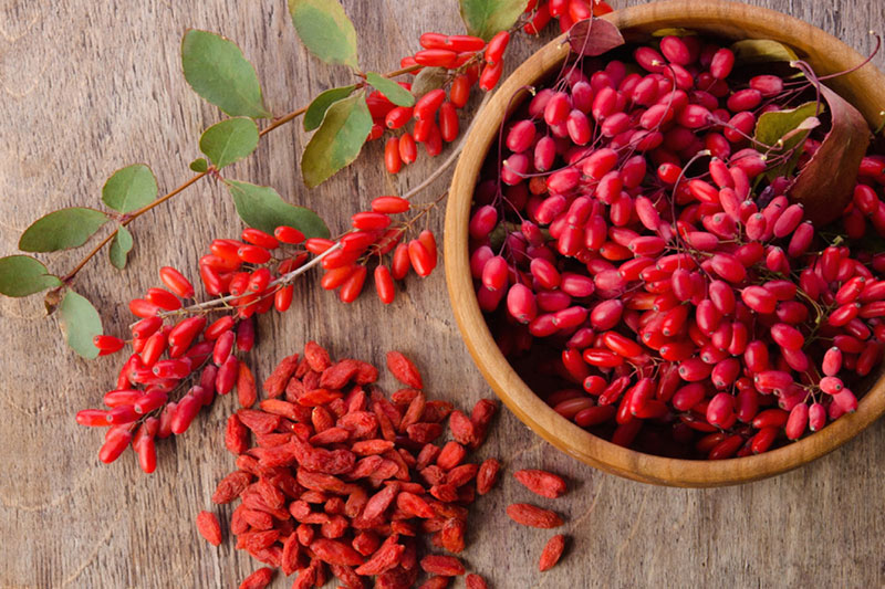 گوجه بری گوجه بری