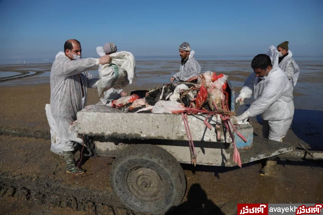 پرواز پرواز