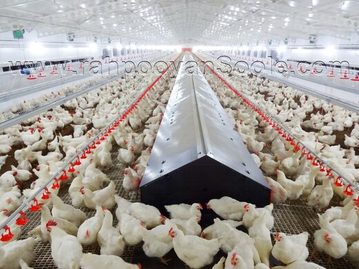 نگرانی مرغداران از کاهش قیمت‌ به زیر نرخ مصوب