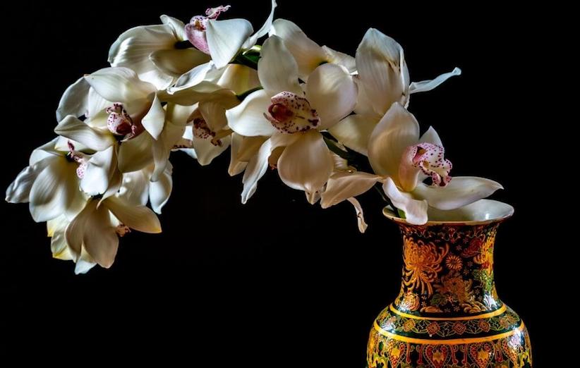 نگهداری از گل ارکیدهی دندروبیوم