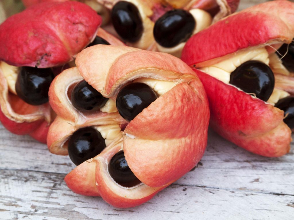 مسمومترین غذاهای جهان را بشناسید 10 تا از مسموم ترین غذاهای جهان یا کشنده ترین و خطرناک ترین خوراکی های دنیا