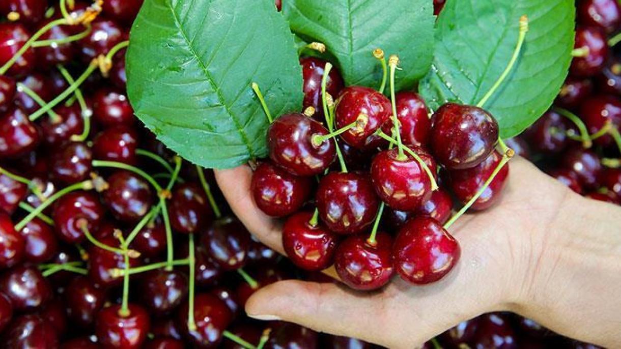 مسمومترین غذاهای جهان را بشناسید 10 تا از مسموم ترین غذاهای جهان یا کشنده ترین و خطرناک ترین خوراکی های دنیا