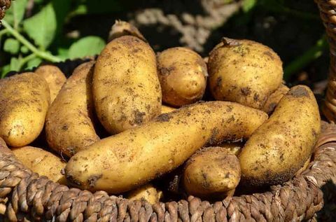 مسمومترین غذاهای جهان را بشناسید 10 تا از مسموم ترین غذاهای جهان یا کشنده ترین و خطرناک ترین خوراکی های دنیا
